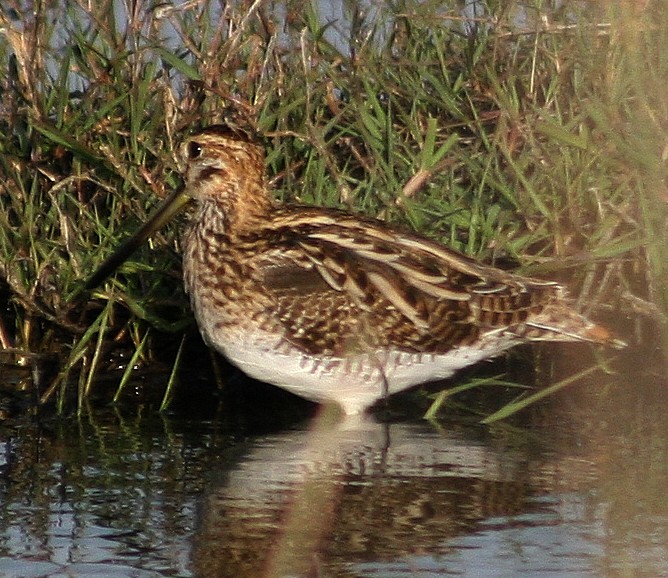 CODA DI BECCACCINO IN VOLO